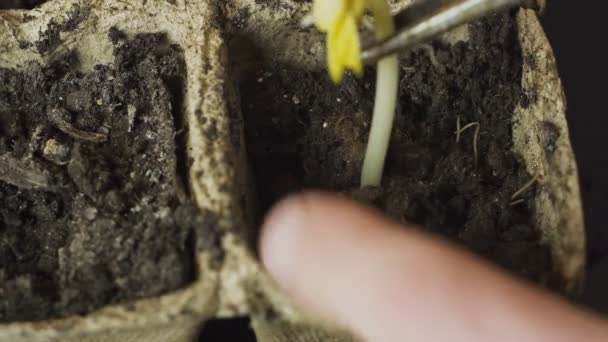Чоловіча рука висаджує молоду рослину — стокове відео