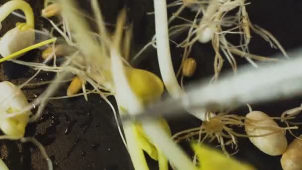 幼苗和嫩枝的选育 — 图库视频影像