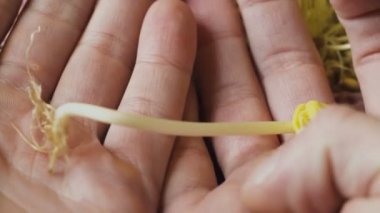 Yeşil fidan holding eller