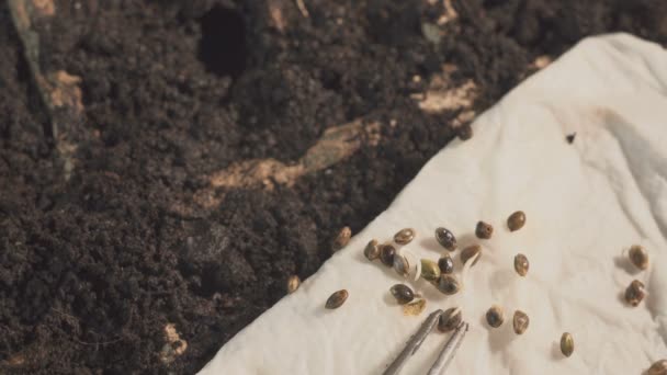 A mans hand puts seeds in the soil. Professional growing of seedlings inside. — Stock Video