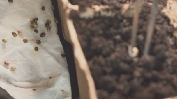 Una mano di uomo mette i semi nel terreno. Crescita professionale di piantine all'interno . — Video Stock