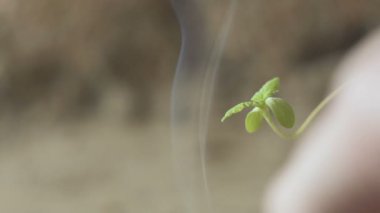 Makro genç küçük kenevir bitki ve sigara duman