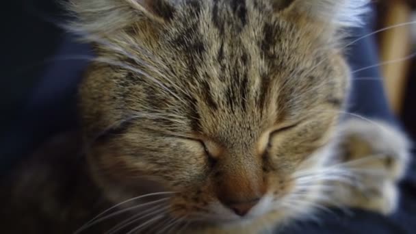 Museau satisfait du chat et de la main de la maîtresse 