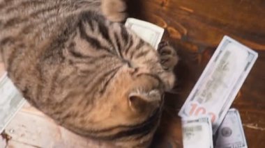 kedi ve para hediye sepeti