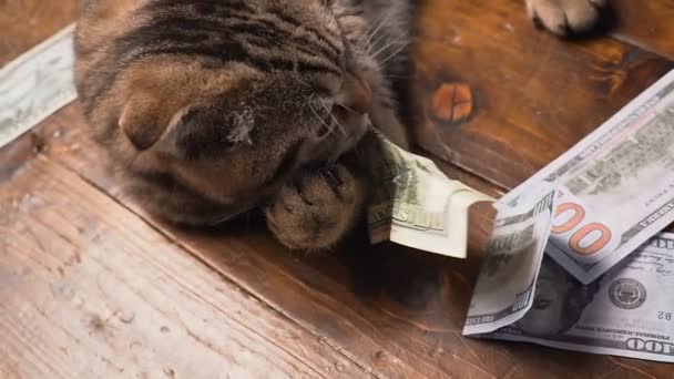 Cat and money in present basket — Stock Video