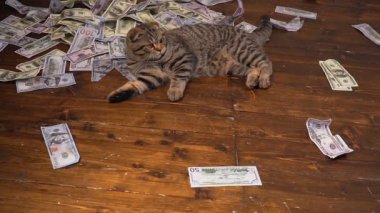 zengin kedi