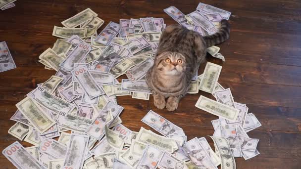 die Katze der Reichen