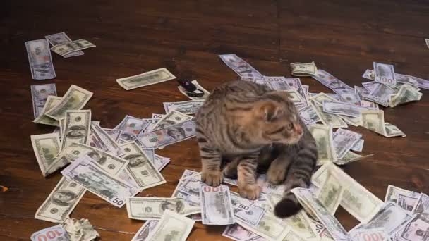 Кот богачей — стоковое видео