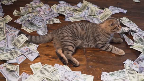 Die Katze der Reichen — Stockvideo