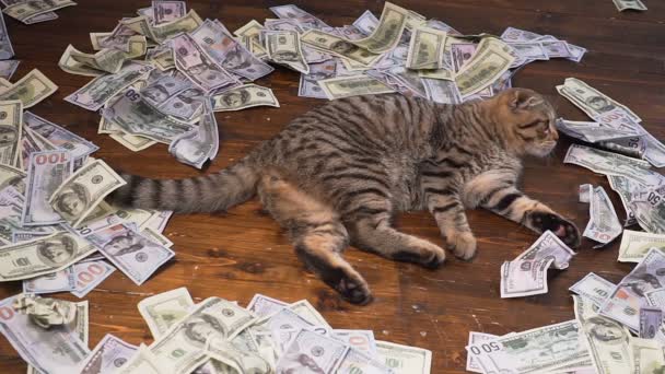 Die Katze der Reichen — Stockvideo