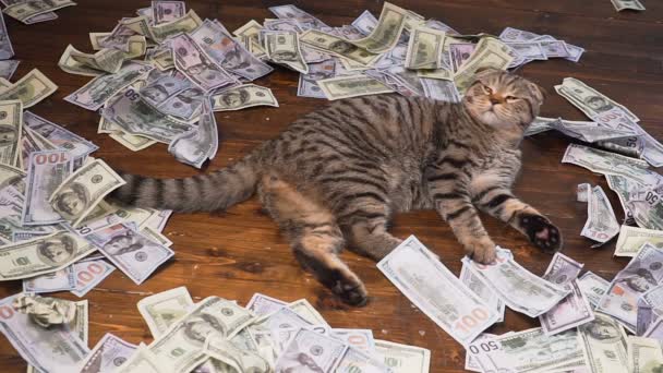 O gato dos ricos — Vídeo de Stock