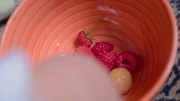 Baby eating fresh berries in the room. A plate of raspberries and babys hands close up — Stock Video