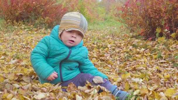 Мальчик в осеннем лесу, ползает и купается в листьях. steadicam — стоковое видео