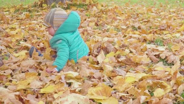 Маленький мальчик играет с осенними листьями в осеннем парке замедленного движения — стоковое видео