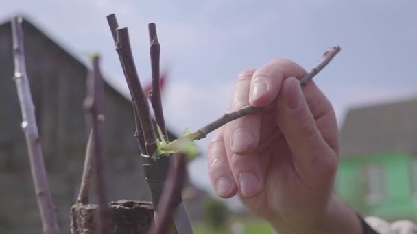 Renovering av äppelträd genom ympning — Stockvideo