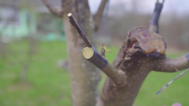 Renovering av äppelträd genom ympning — Stockvideo