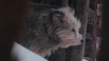 Karda donmuş köpek