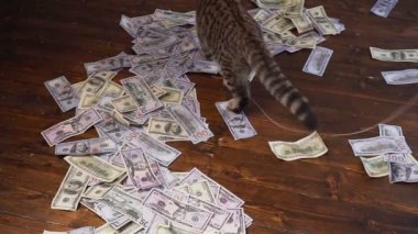 kitty dolar için avlamak için. 100 dolar faturaları yapay fare.