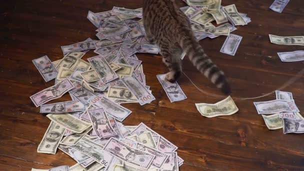 Kitty to hunt for dollars. Artificial mouse of 100 dollar bills. — Stock Video