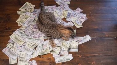 kitty dolar için avlamak için. 100 dolar faturaları yapay fare.