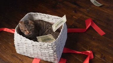 kedi ve para hediye sepeti