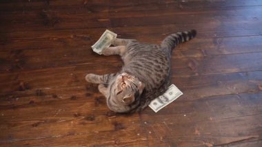 kedi para için AVI