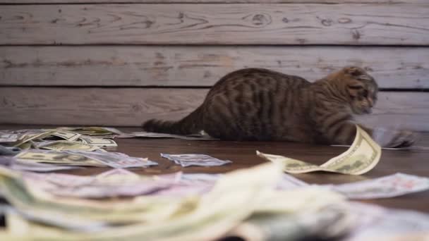 Kitty dolar için avlamak için. 100 dolar faturaları yapay fare. — Stok video