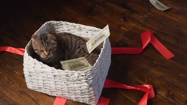 Cat and money in present basket — Stock Video