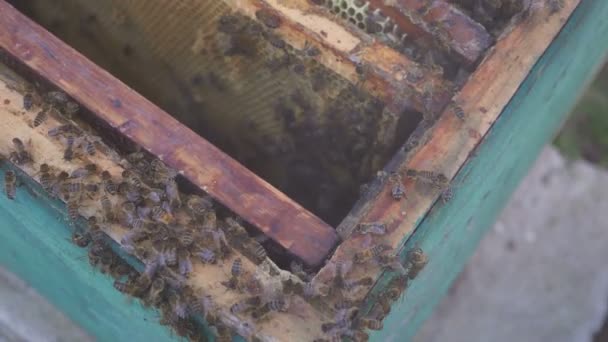 Пчелы на сотах. Урожай меда. Пчеловод аккуратно вынимает пчел из рамы. apiary macro. 4k — стоковое видео