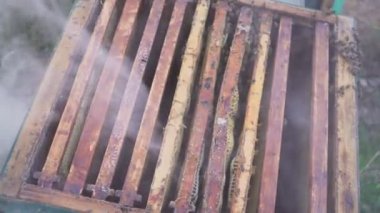 Arılar petek üzerinde. Bal hasat. Arıcı yavaşça çerçevelemek--dan arılar kaldırır. arı kovanı makro. 4k