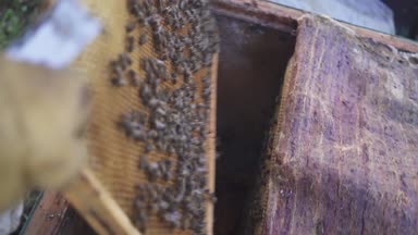 Arılar petek üzerinde. Bal hasat. Arıcı yavaşça çerçevelemek--dan arılar kaldırır. arı kovanı makro. HD