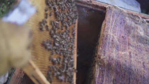 Пчелы на сотовый. Мед урожая. Пчеловод мягко удаляет пчел из кадра. Пасека макрос. HD — стоковое видео