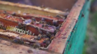 Arılar petek üzerinde. Arıcı yavaşça çerçevelemek--dan arılar kaldırır. arı kovanı makro. ağır çekim