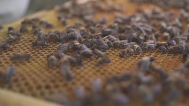 Arılar petek üzerinde. Arıcı yavaşça çerçevelemek--dan arılar kaldırır. arı kovanı makro. HD