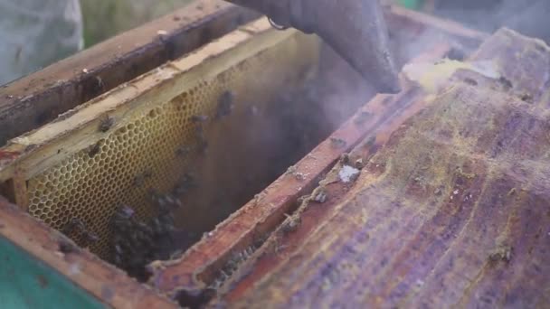 Пчелы на сотовый. Пчеловод мягко удаляет пчел из кадра. Пасека макрос. HD — стоковое видео