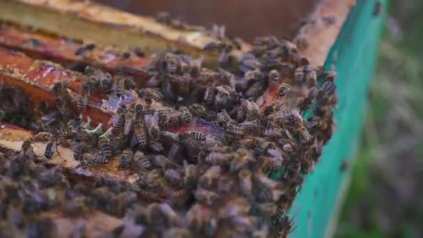蜂巢上的蜜蜂。养蜂人轻轻地将蜜蜂从框架中移除。蜂房宏。4k — 图库视频影像