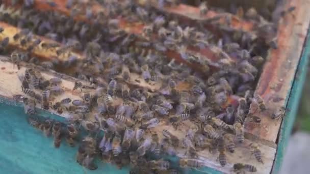 Api a nido d'ape. L'apicoltore rimuove delicatamente le api dal telaio. Macro apiario. 4k — Video Stock