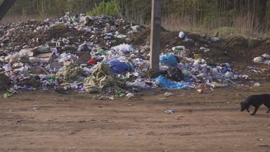 Evsiz sokak köpekleri çöp çöp yiyecek aramak. ülke dökümü