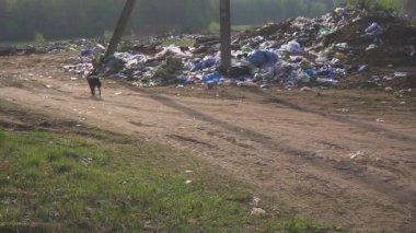 Evsiz sokak köpekleri çöp çöp yiyecek aramak. ülke dökümü