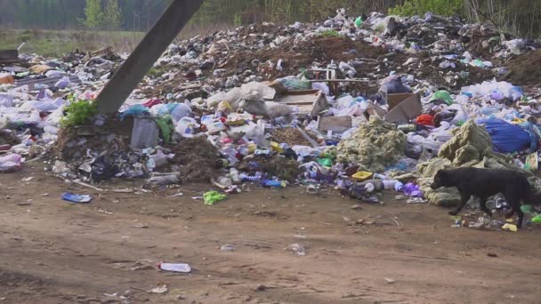 Dakloze straat honden zoeken naar voedsel in de vuilnisbak prullenbak. land dump — Stockvideo