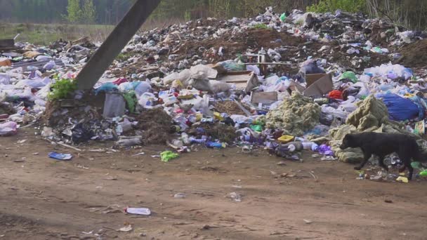 Homeless street dogs search for food in garbage trash. country dump — Stock Video