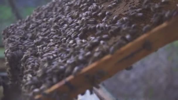 Bin på honeycomb. Biodlare tar skonsamt bort bina från ramen. bigården makro. 4k — Stockvideo