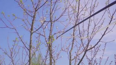 bahçıvan bitki hastalık ve zararlıları karşı çiçek açan bir meyve ağacı püskürtme ile. Bahçedeki pestisitler ile el püskürtücü kullanın.