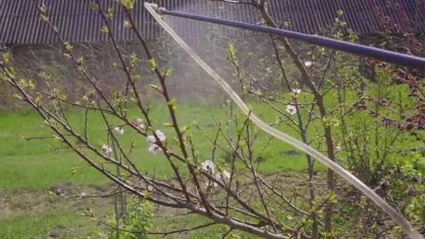 Tuinman met een bloeiende fruitboom tegen plantenziekten en plagen sproeien. Gebruik hand sproeier met bestrijdingsmiddelen in de tuin. — Stockvideo