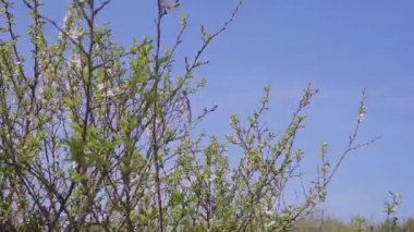 bahçıvan bitki hastalık ve zararlıları karşı çiçek açan bir meyve ağacı püskürtme ile. Bahçedeki pestisitler ile el püskürtücü kullanın.