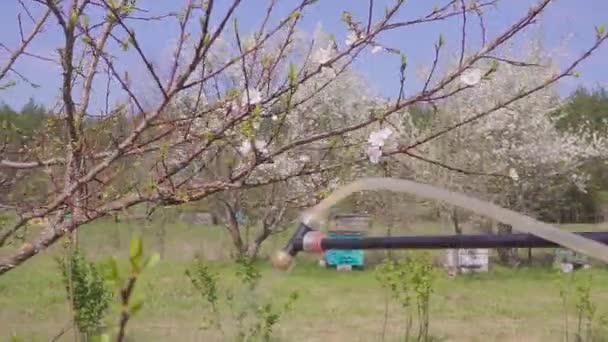 Tuinman met een bloeiende fruitboom tegen plantenziekten en plagen sproeien. Gebruik hand sproeier met bestrijdingsmiddelen in de tuin. — Stockvideo