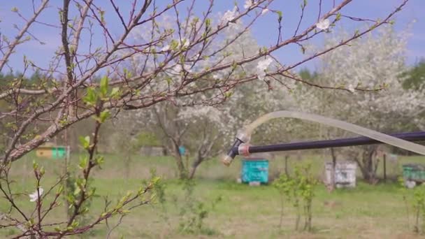 Tuinman met een bloeiende fruitboom tegen plantenziekten en plagen sproeien. Gebruik hand sproeier met bestrijdingsmiddelen in de tuin. — Stockvideo