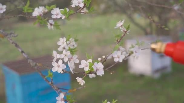 Gardener with spraying a blooming fruit tree against plant diseases and pests. Use hand sprayer with pesticides in the garden. — Stock Video