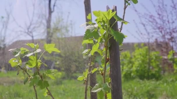 Arbustos de pulverización para la polinización — Vídeos de Stock