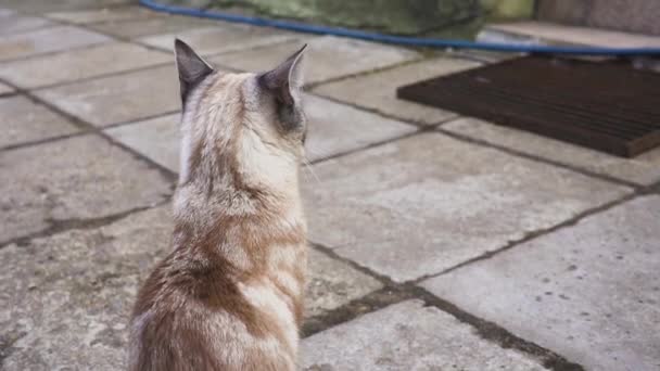 Bir sokak kedisi portresi, kedi kameraya, güzel bir gri kedi görünüyor. — Stok video